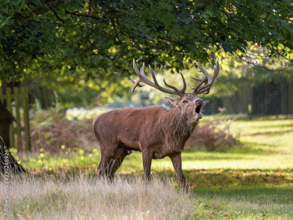 Red Deer Bellowing Red Deer Bellowing