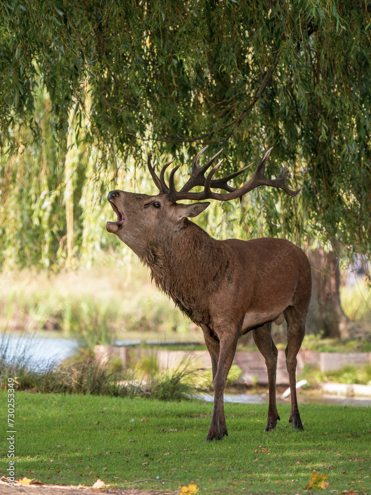 Fototapeta premium Red Deer Bellowing During the Rut