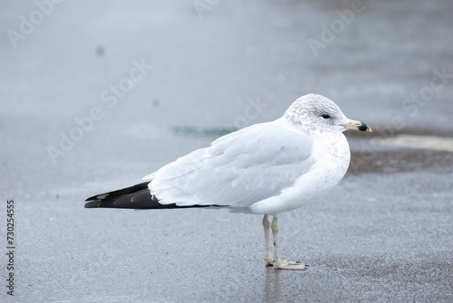 Seagull Ring billed Gull in a parking lot