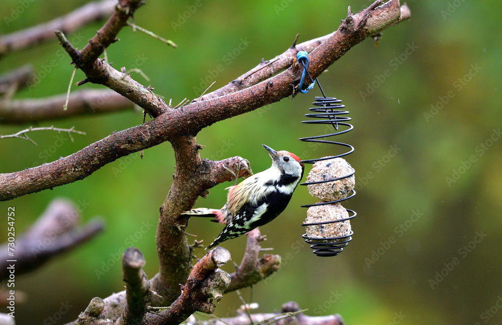 The middle spotted woodpecker eating sunflowers from the hanging tallow ball