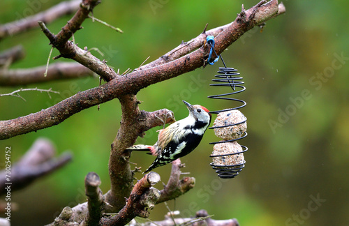 Obraz na płótnie The middle spotted woodpecker eating sunflowers from the hanging tallow ball w salonie