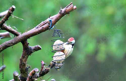 Obraz na płótnie The middle spotted woodpecker eating sunflowers from the hanging tallow ball w salonie