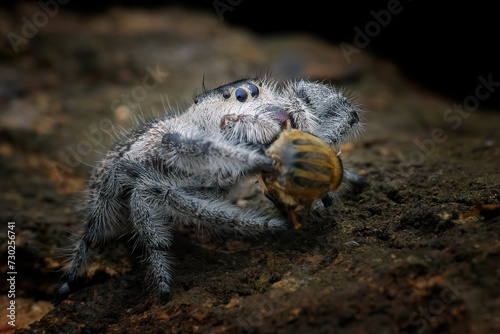 Jumping spider on the ground with its prey