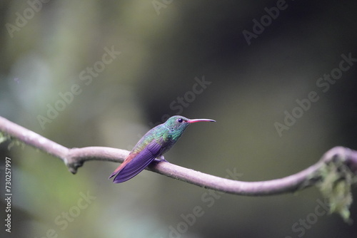 The rufous-tailed hummingbird (Amazilia tzacatl) is a medium-sized hummingbird in the 