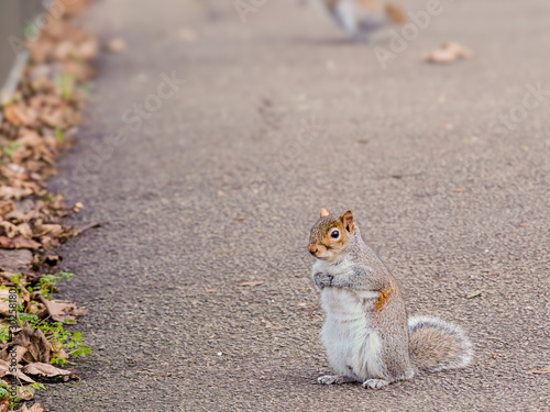 Squirrel standing on the ground