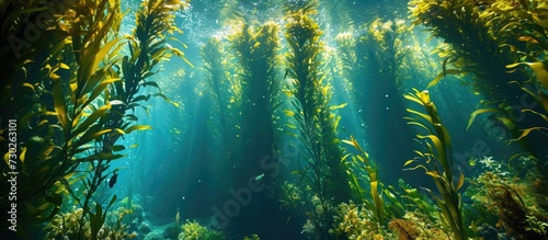 A kelp forest with tall stalks reaching the water surface, mainly exhibiting Ecklonia maxima from below. photo