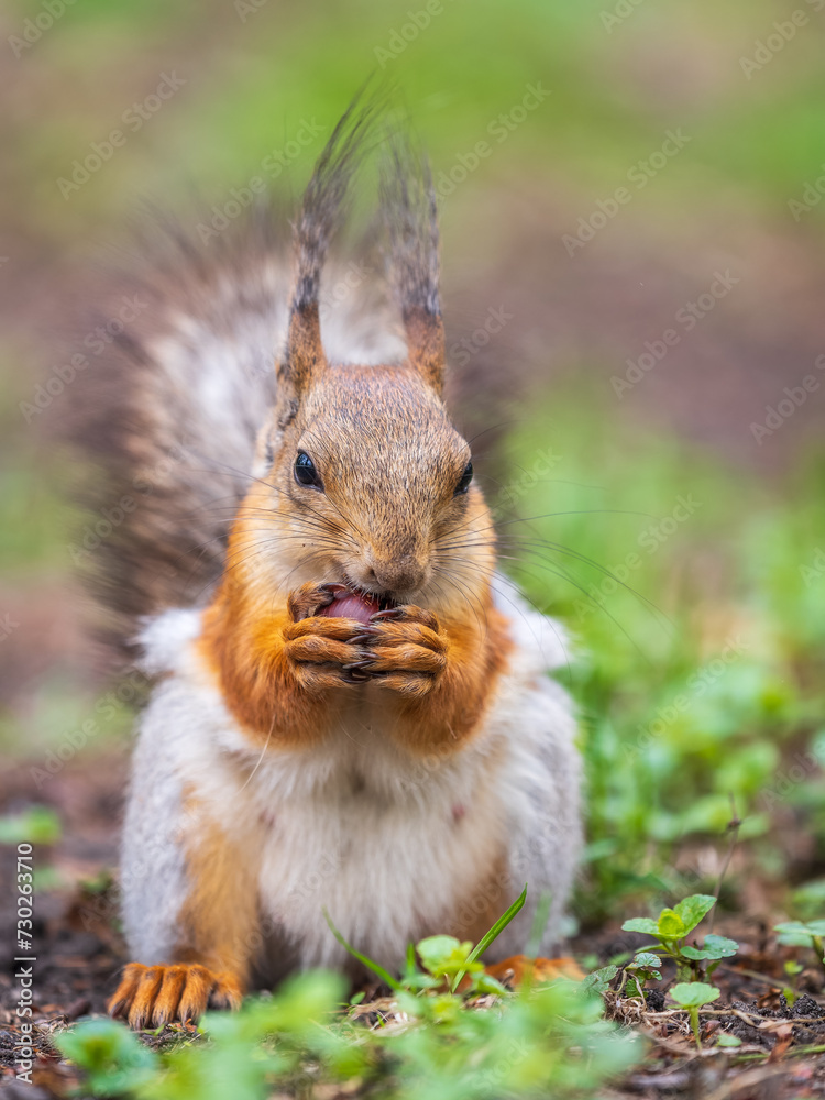 Squirrel eats a nut while sitting in green grass. Eurasian red squirrel, Sciurus vulgaris Squirrel eats a nut while sitting in green grass. Eurasian red squirrel, Sciurus vulgaris