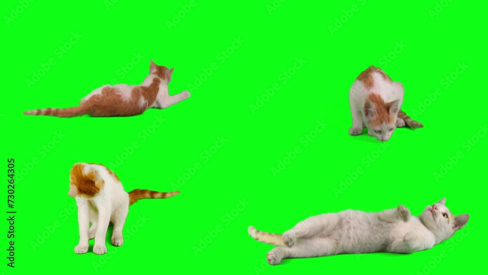 cat kitten set on green background screen cat kitten set on green background screen