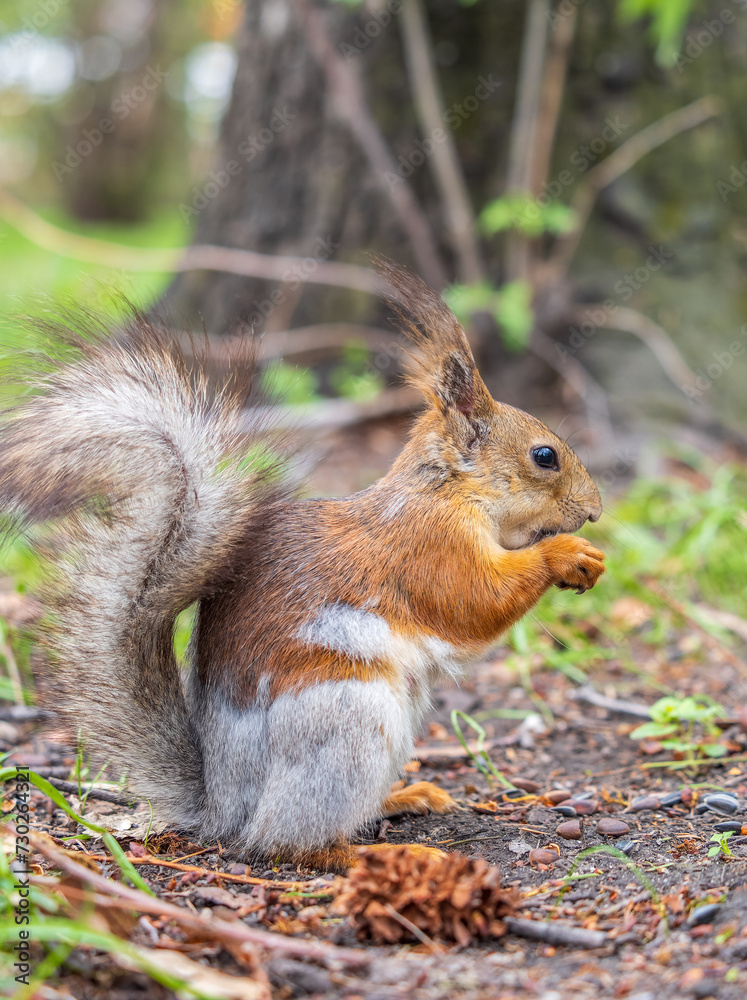 Obraz premium Squirrel eats a nut while sitting in green grass. Eurasian red squirrel, Sciurus vulgaris