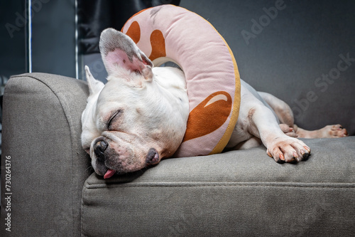 A white French bulldog is sleeping comfortably on a gray sofa and has a cora worn around his neck to prevent scratching.