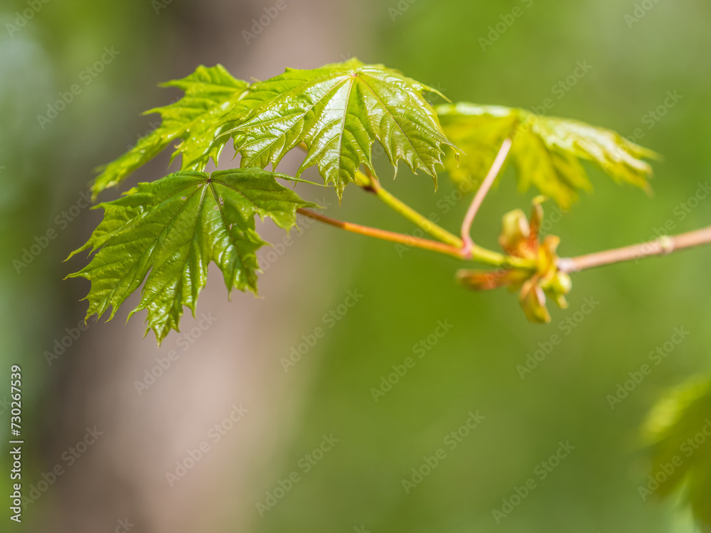 Spring branches of maple tree with fresh green leaves Spring branches of maple tree with fresh green leaves