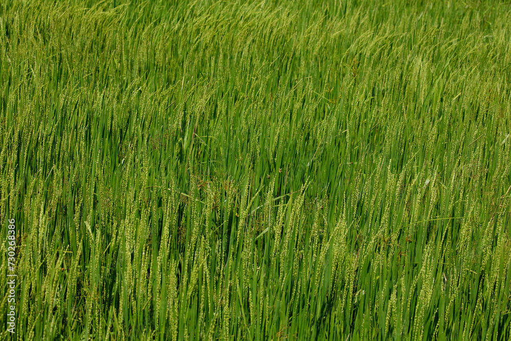 Beautiful golden rice field Beautiful golden rice field