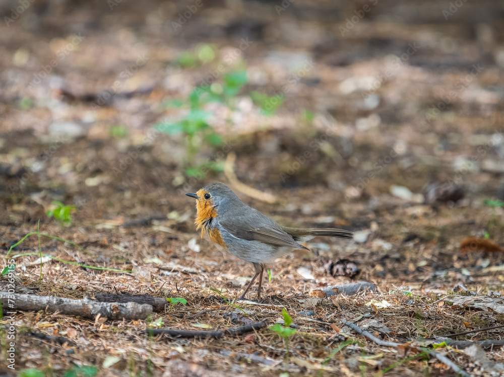 European Robin, Erithacus rubecula, song bird sits on ground in the spring forest or park European Robin, Erithacus rubecula, song bird sits on ground in the spring forest or park