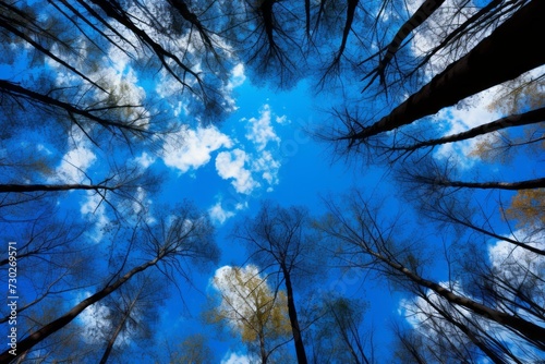 Looking up at the tops of tall trees in a forest