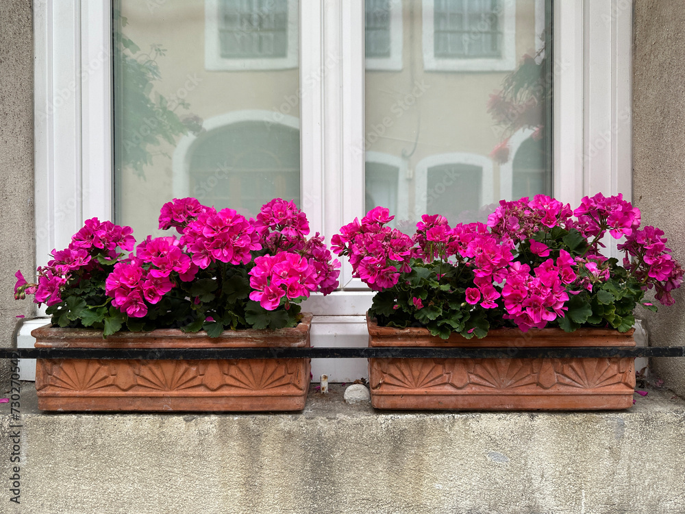 Fototapeta premium flowers in a window. Blooming pink Pelargonium in ceramic pots on a windowsill close-up. France, Burgundy, Autun