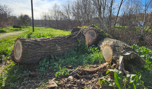 Trunk of a tree felled in several parts in the countryside of Salamanca.