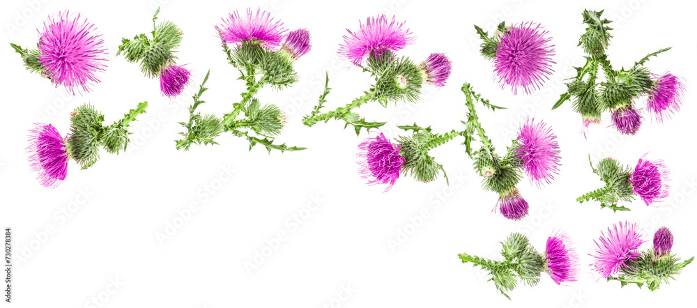milk thistle flower isolated on white background with copy space for your text. Top view. Flat lay pattern milk thistle flower isolated on white background with copy space for your text. Top view. Flat lay pattern