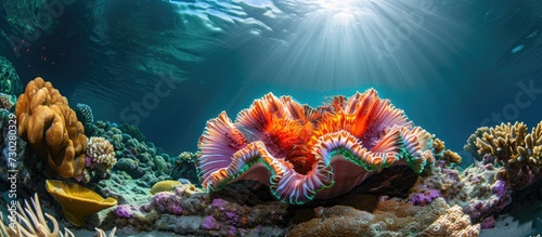 Underwater photography of vibrant marine life on a tropical coral reef, featuring a red saltwater clam (Ctenoides ales). photo