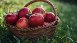 A basket of apples in the grass