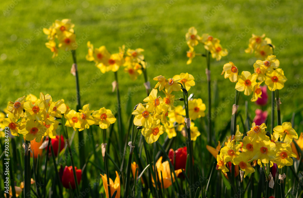 Yellow nacrissus and  tulips  flowers on the green grass