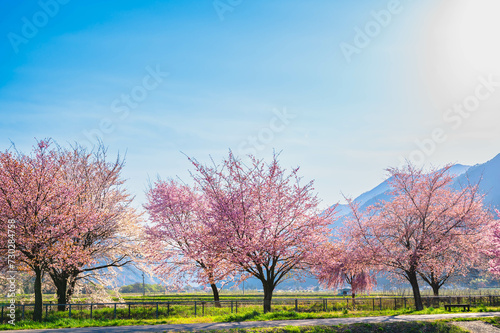 川沿いに並ぶ桜の木 