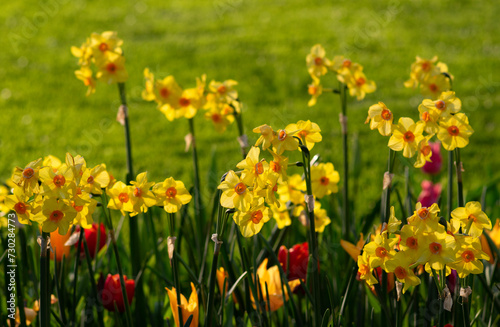 Yellow nacrissus and  tulips  flowers on the green grass © Alekss