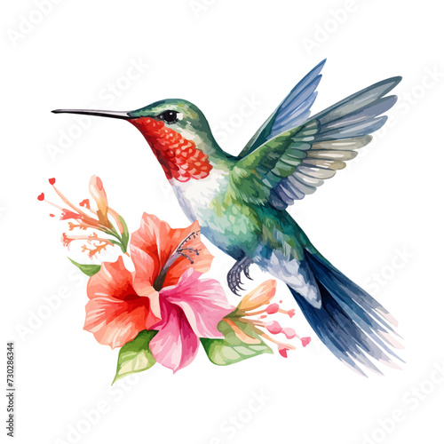 watercolor Hummingbird clipart for graphic resources