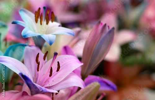 Colorful lilies on blurred floral