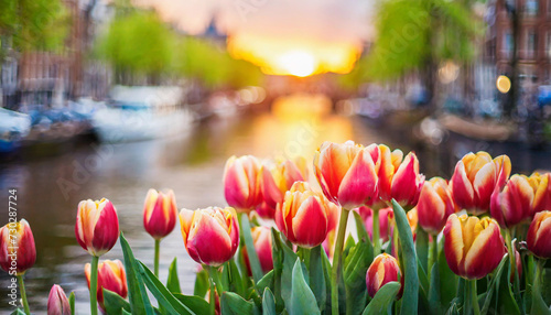 Foto Dutch tulips bloom against Amsterdam canals backdrop in spring, symbolizing beau