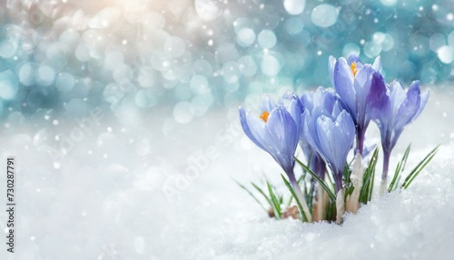 crocus flowers in snow © Omega