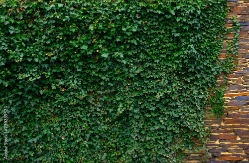 Ivy brick wall texture