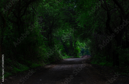 path in the forest