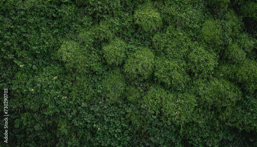 lush dark green moss covering forest floor  providing natural background texture