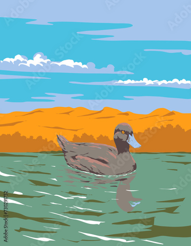 Art Deco or WPA poster of a blue billed duck or Oxyura australis swimming in lake found in southern Queensland, New South Wales, Victoria in Australia done in works project administration style.
