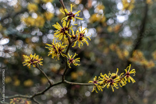 Εκτύπωση καμβά Close up of a hamamelis mollis witch hazel shrub in bloom in a winter garden