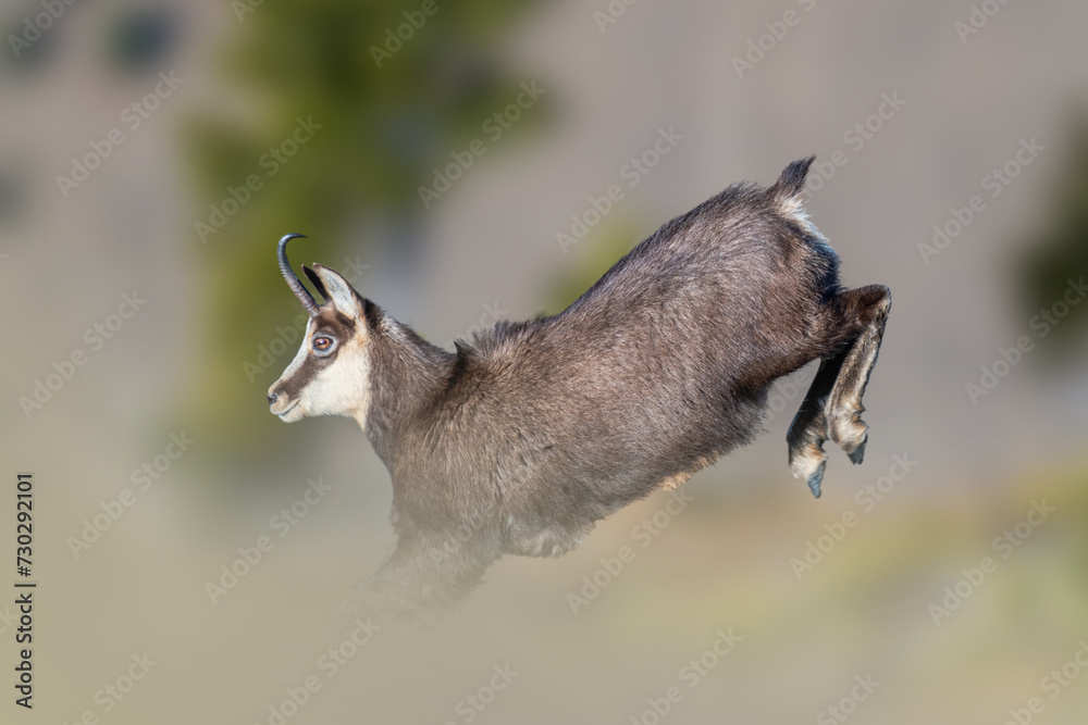 Side view of Jumping alpine chamois (Rupicapra rupicapra) on blurred alpine environment, Alps mountains. Italy