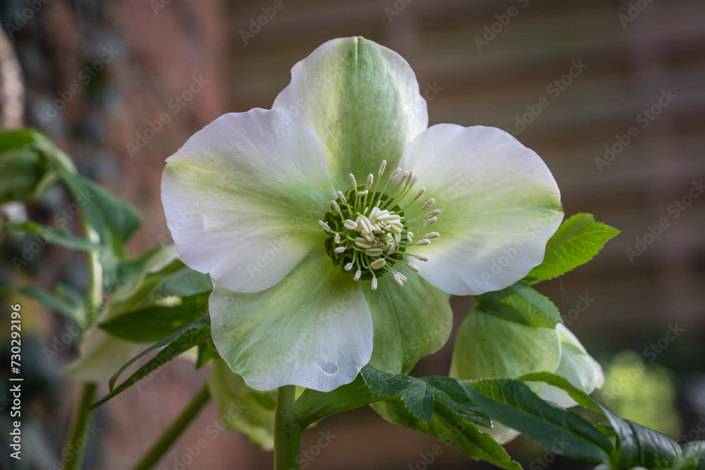 Obraz premium Close up of a hellebore flower in winter
