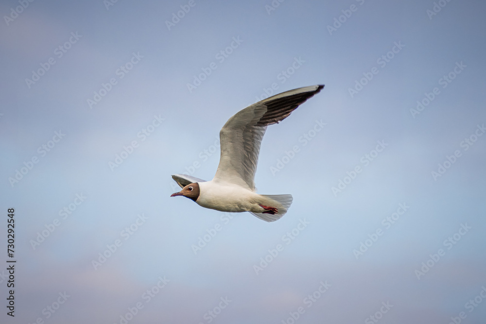 Obraz premium Black-headed gull (Chroicocephalus ridibundus) flights in the blue sky. Small gull with chocolate-brown head and pale grey body. Close-up portrait of gull with details.