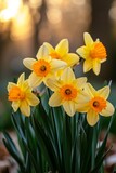 A cluster of daffodils, their golden trumpets heralding the arrival of spring