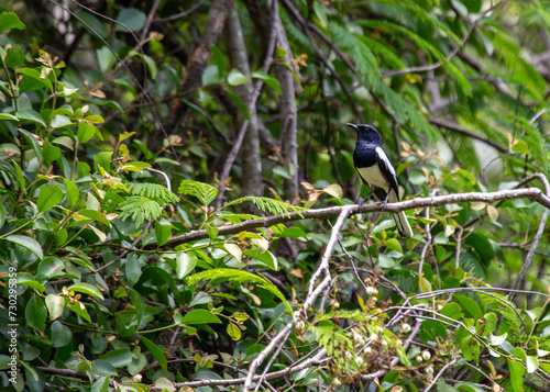 Oriental Magpie (Pica serica)