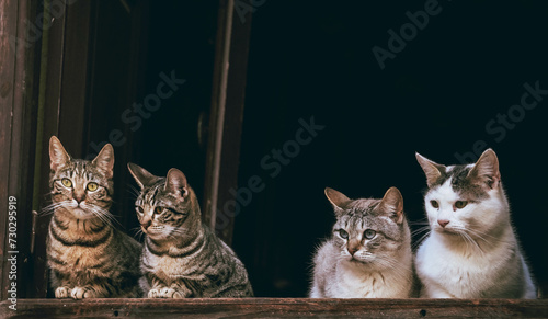 Cinco adorables gatitos se encuentran en la ventana, curioseando el mundo exterior con miradas juguetonas y tiernas. Bañados por los cálidos rayos de sol, observan con intriga el movimiento afuera, mi photo