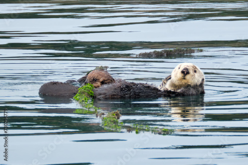 Sea Otter and pup floating in Monterey Bay, California.  © Greg Larson