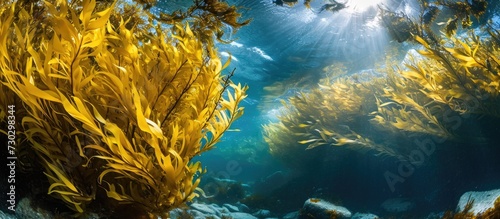 Underwater perspective of yellow kelp growth.