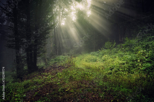 sun rays in green forest, fantasy landscape