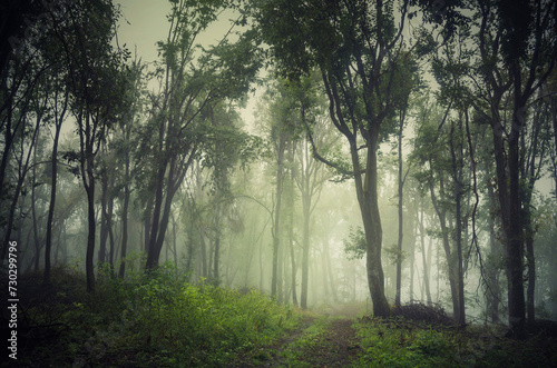 mysterious trail through gr...