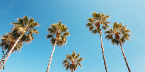palm trees against sun blue sky as a backdrop