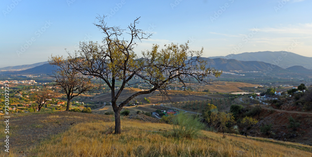 Almond trees in the hills around cartamar Andalucia Spain