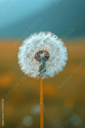 A solitary dandelion seed head ready to disperse its fluffy parachutes