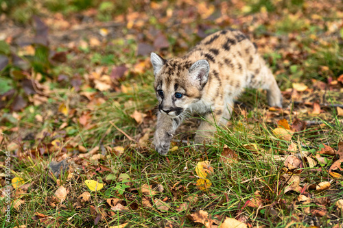 Cougar Kitten (Puma concolor) Stalks Left Across Grass and Leaves Autumn © hkuchera