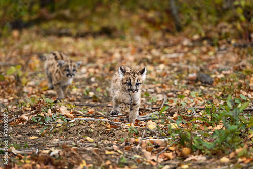 Cougar Kittens (Puma concolor) Run Down Forest Trail Autumn © hkuchera